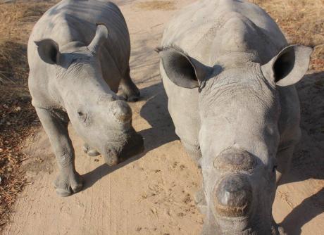 Rhinocéros